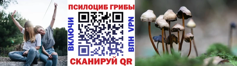 Галлюциногенные грибы Cubensis  как найти закладки  Медногорск 